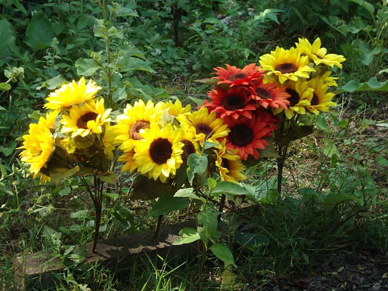 flowers along the sensory trail of the Enchanted Forest