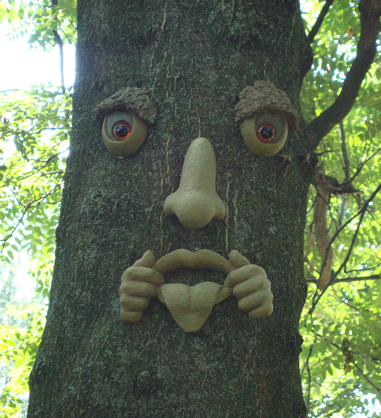 the tree face along the Sensory Trail of the Enchanted Forest